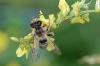Andrena sp.